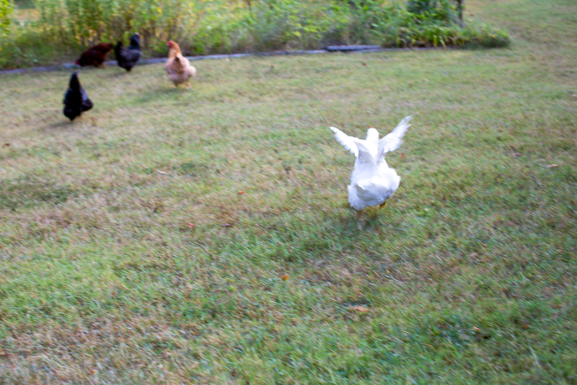 5 chickens on grass, one has wings spread running